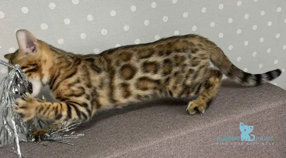 Quinci Bengal female black spotted tabby live animals
