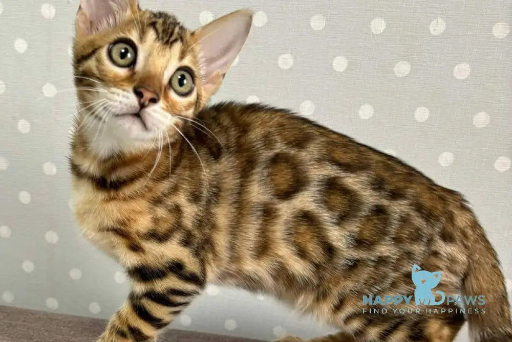 Quinci Bengal female black spotted tabby live animals