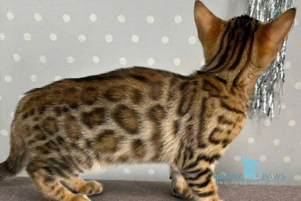 Quinci Bengal female black spotted tabby live animals