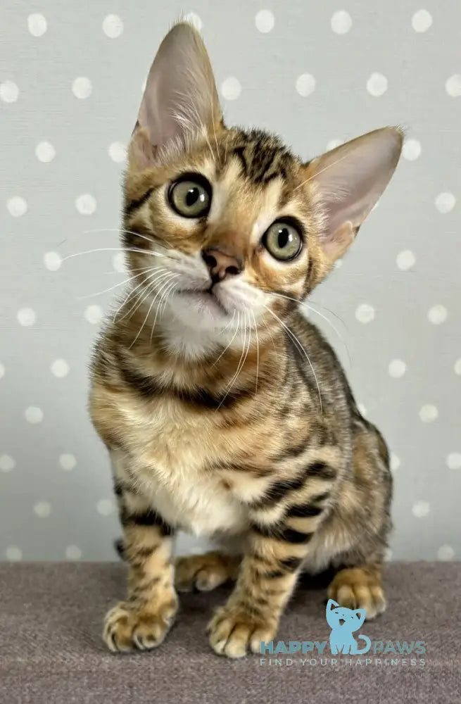 Quinci Bengal female black spotted tabby live animals