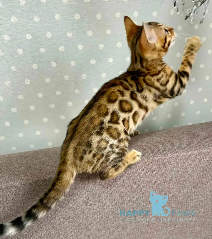 Quinci Bengal female black spotted tabby live animals