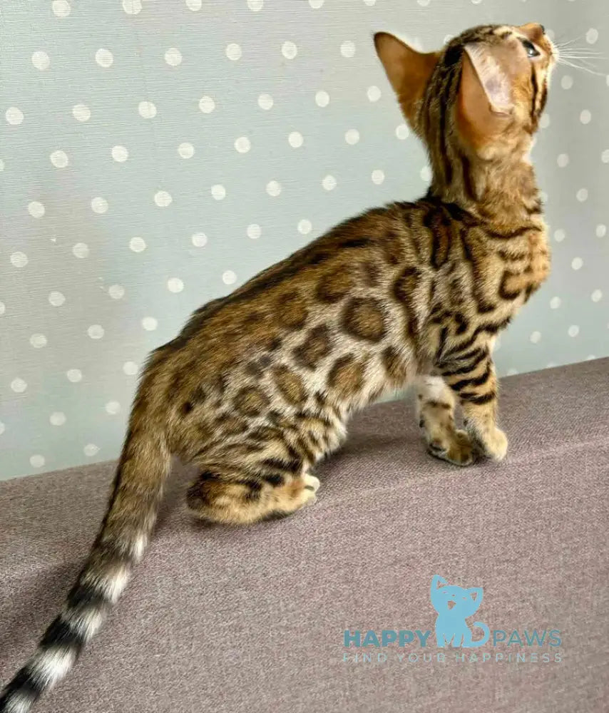 Quinci Bengal female black spotted tabby live animals
