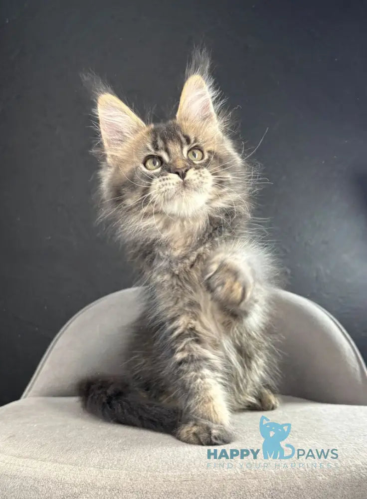 Quinci Maine Coon male black ticked tabby live animals