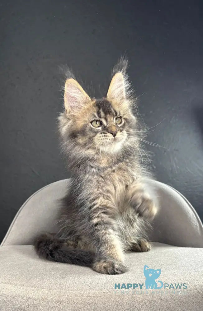 Quinci Maine Coon male black ticked tabby live animals