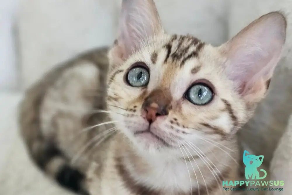 Quincy Bengal male black spotted tabby pointed - live animals