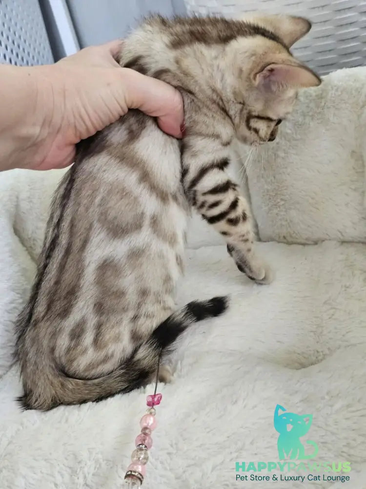 Quincy Bengal male black spotted tabby pointed - live animals