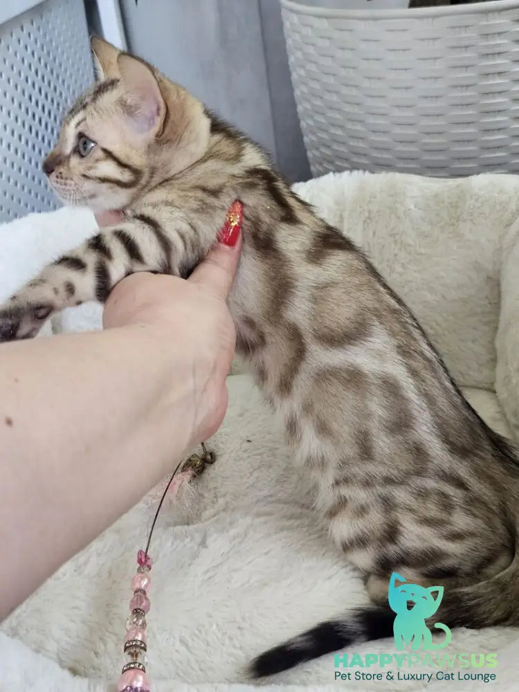 Quincy Bengal male black spotted tabby pointed - live animals