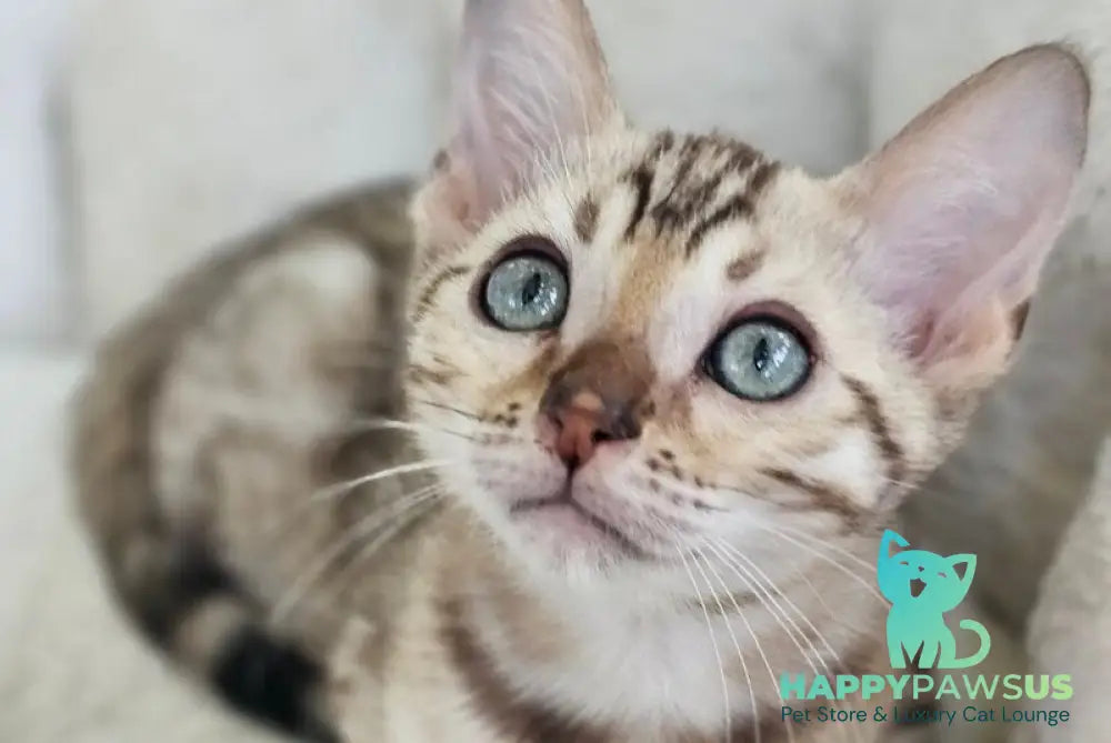 Quincy Bengal male black spotted tabby pointed - live animals