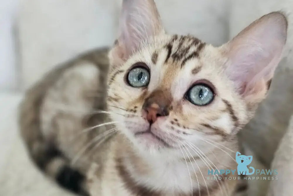 Quincy Bengal male black spotted tabby pointed - live animals