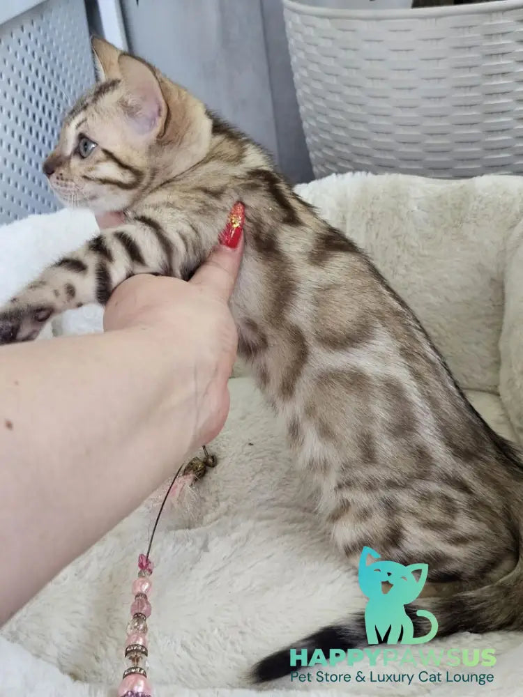 Quincy Bengal male black spotted tabby pointed - live animals