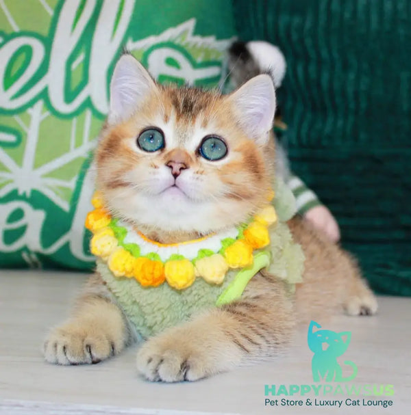 Quincy British Shorthair male black golden ticked tabby - live animals