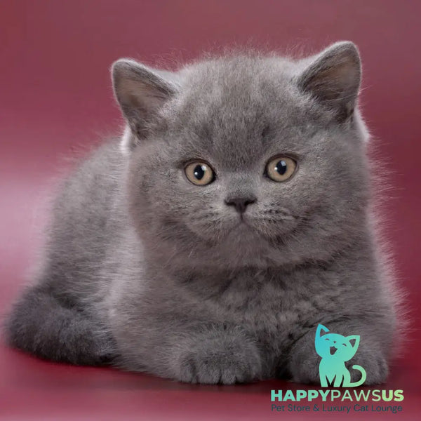 Quincy British Shorthair male blue - live animals