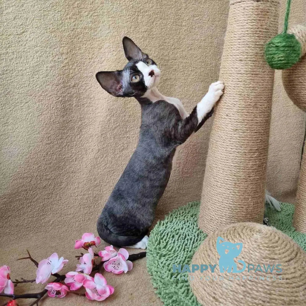 Quincy Devon Rex female black bicolour live animals