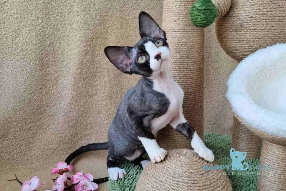 Quincy Devon Rex female black bicolour live animals