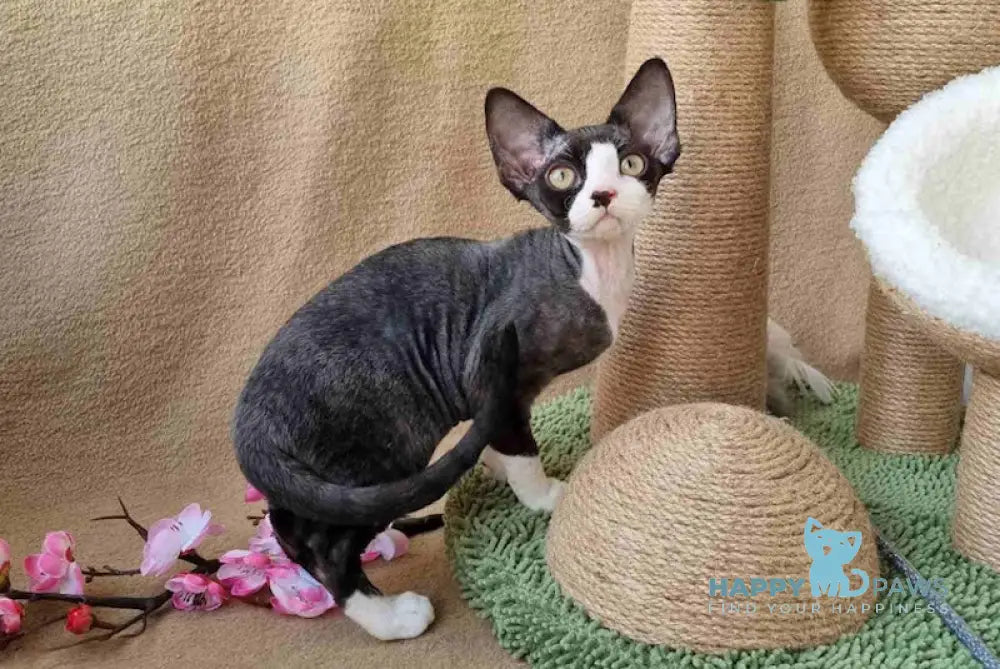 Quincy Devon Rex female black bicolour live animals