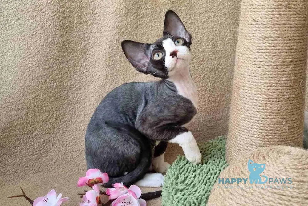 Quincy Devon Rex female black bicolour live animals