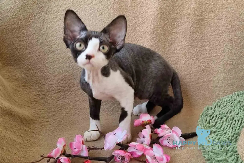 Quincy Devon Rex female black bicolour live animals