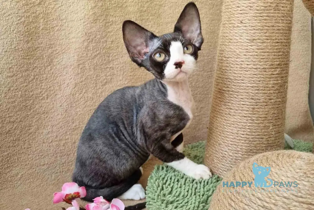 Quincy Devon Rex female black bicolour live animals