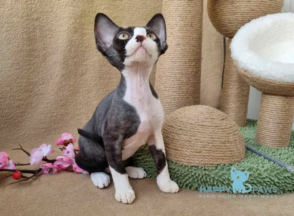 Quincy Devon Rex female black bicolour live animals