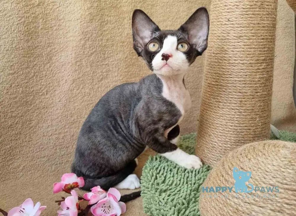 Quincy Devon Rex female black bicolour live animals