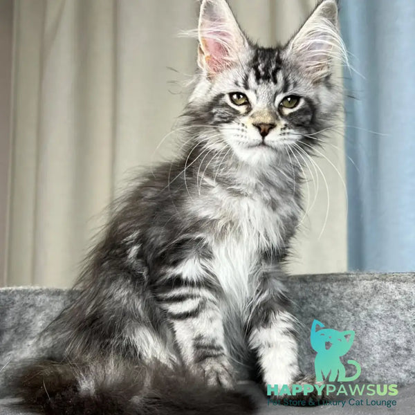 Quincy Maine Coon female black silver tabby - live animals