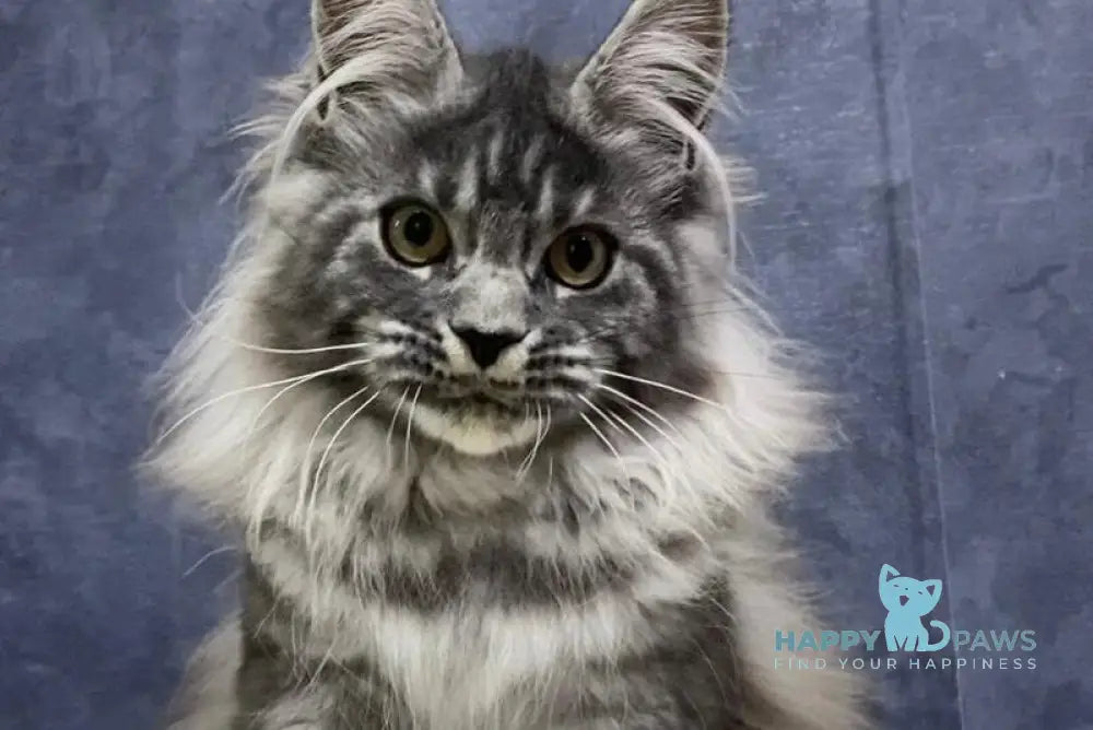 Quincy Maine Coon female black silver tabby live animals