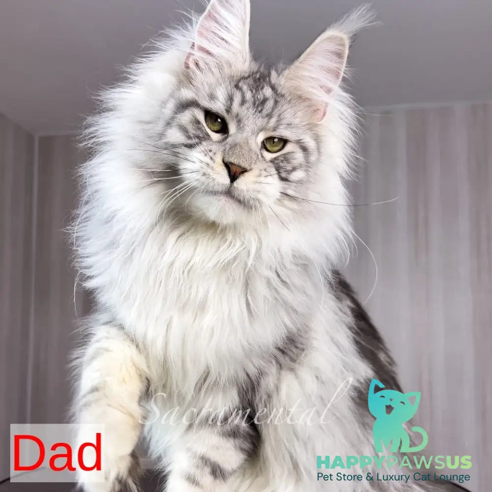 Quincy Maine Coon female black silver tabby - live animals