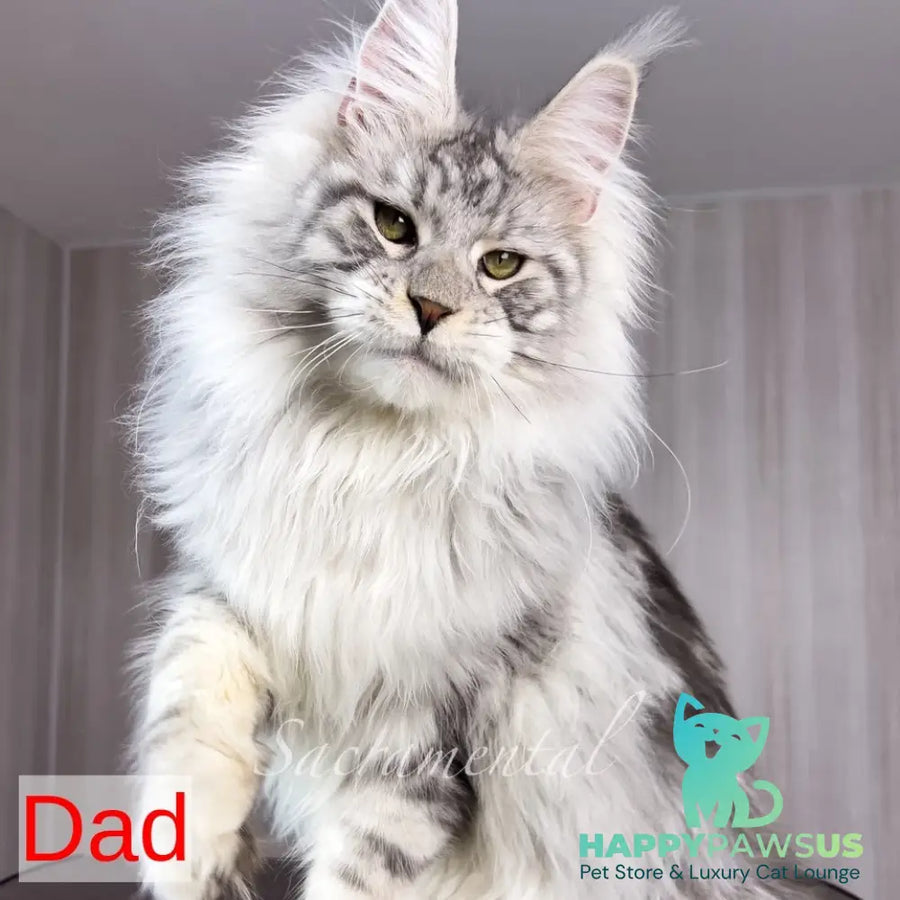 Quincy Maine Coon female black silver tabby - live animals