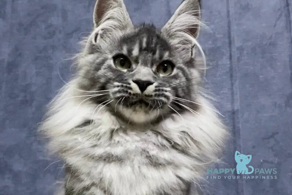 Quincy Maine Coon female black silver tabby live animals