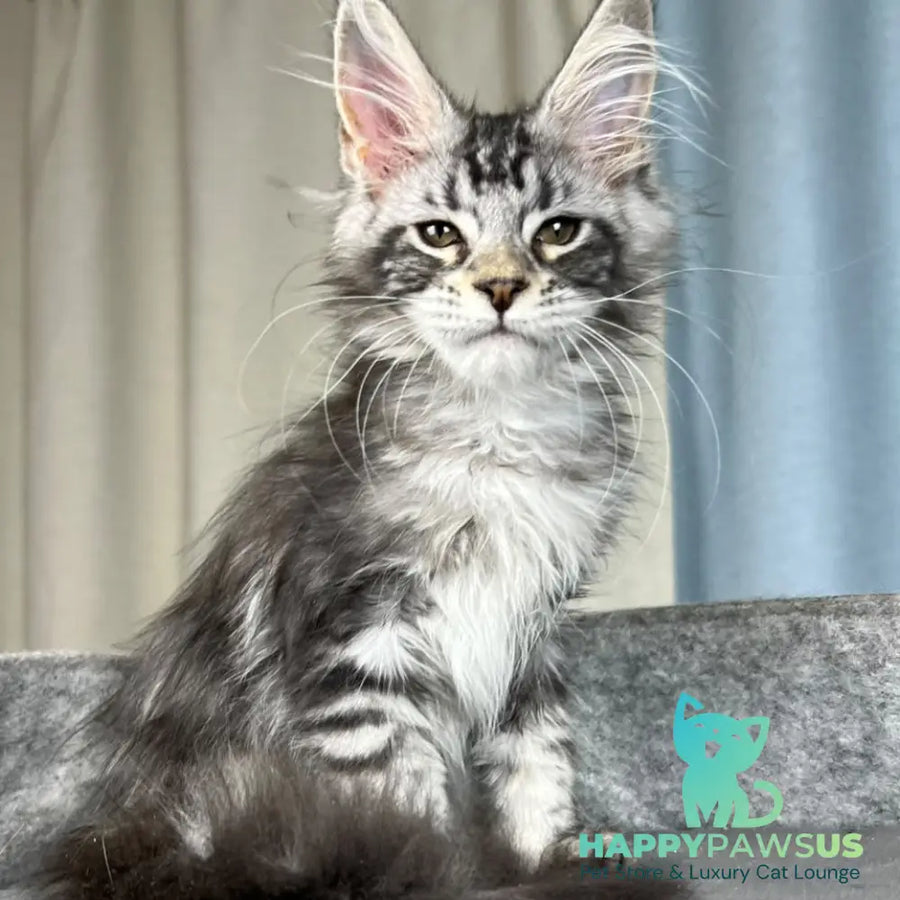 Quincy Maine Coon female black silver tabby - live animals