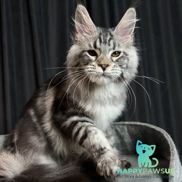 Quincy Maine Coon female black silver tabby - live animals