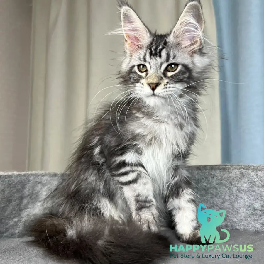 Quincy Maine Coon female black silver tabby - live animals