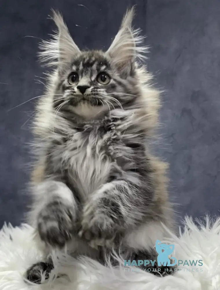 Quincy Maine Coon female black silver tabby live animals