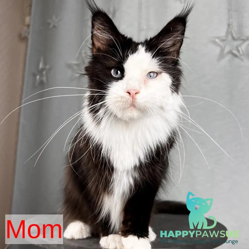 Quincy Maine Coon female black silver tabby - live animals