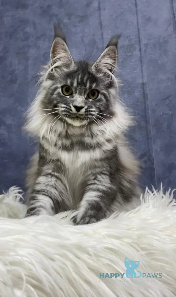 Quincy Maine Coon female black silver tabby live animals