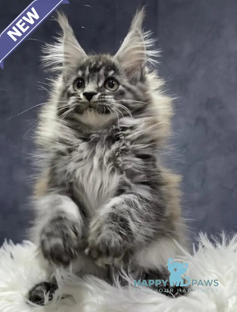 Quincy Maine Coon female black silver tabby live animals
