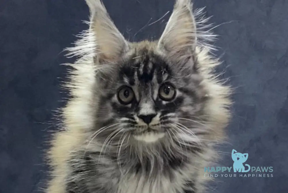 Quincy Maine Coon female black silver tabby live animals