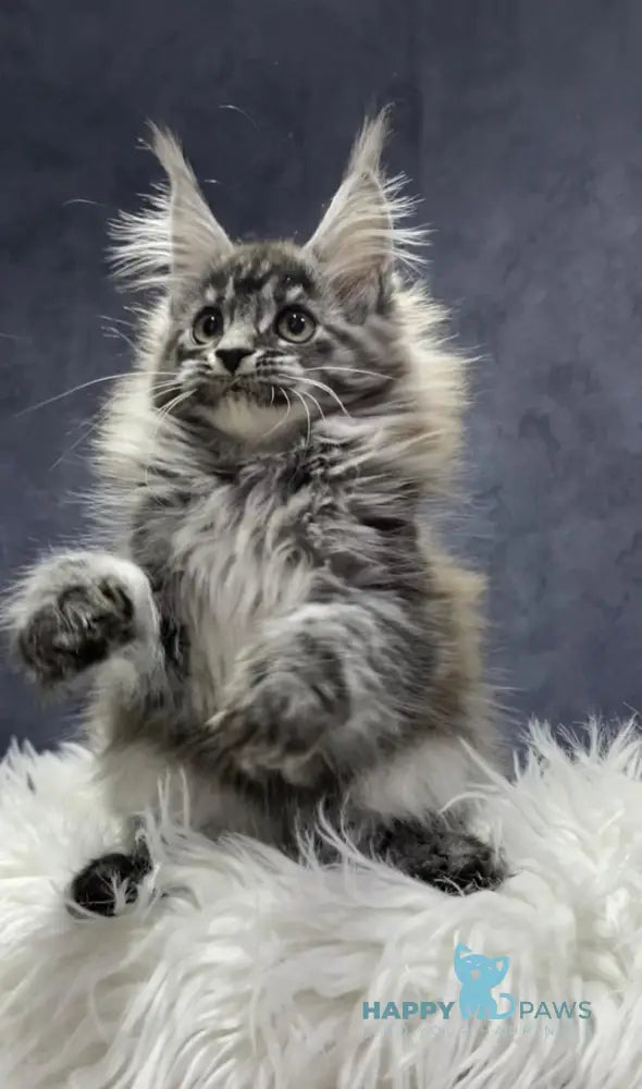Quincy Maine Coon female black silver tabby live animals