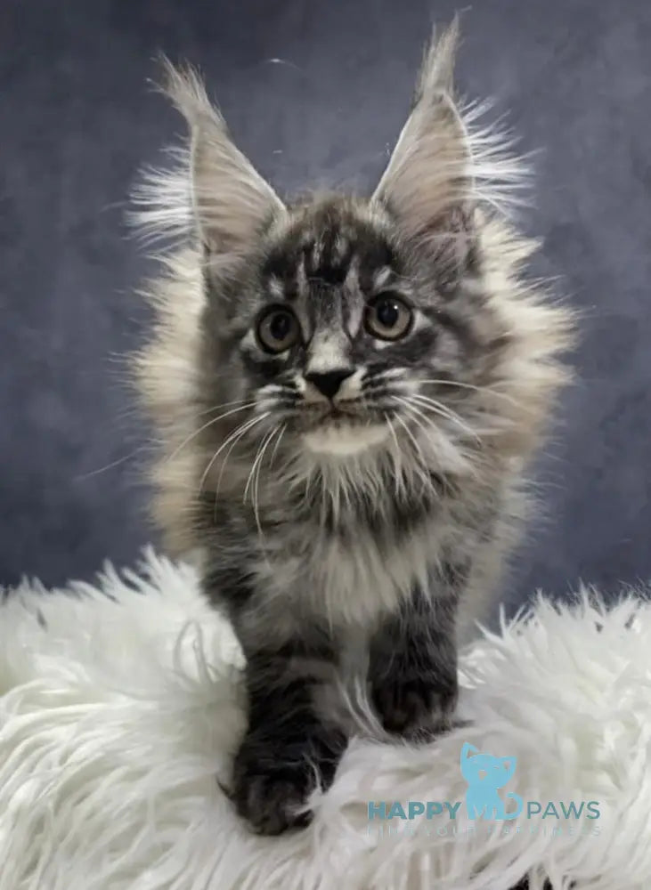 Quincy Maine Coon female black silver tabby live animals