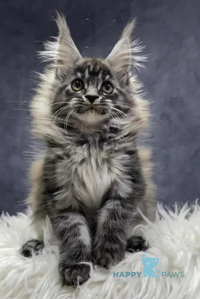 Quincy Maine Coon female black silver tabby live animals