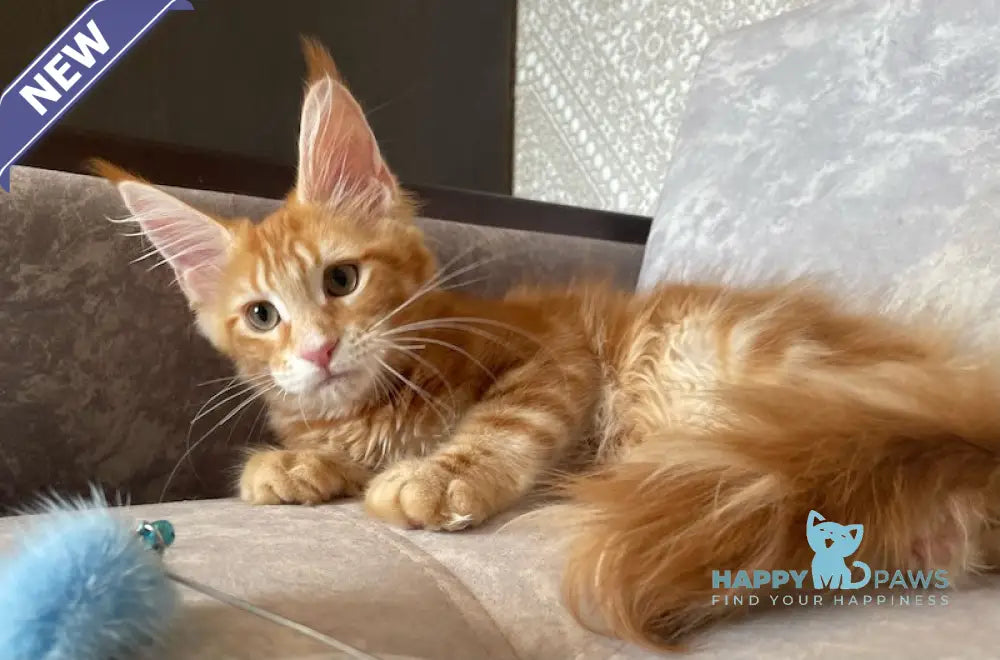 Quincy Maine Coon female red tabby live animals
