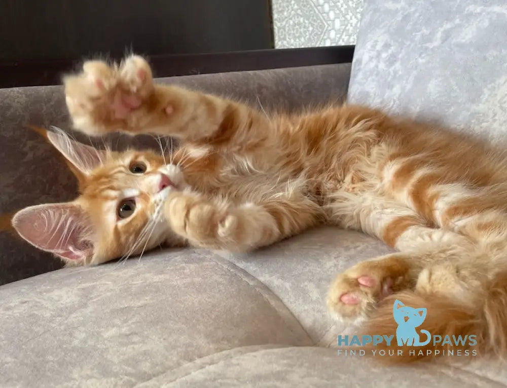 Quincy Maine Coon female red tabby live animals