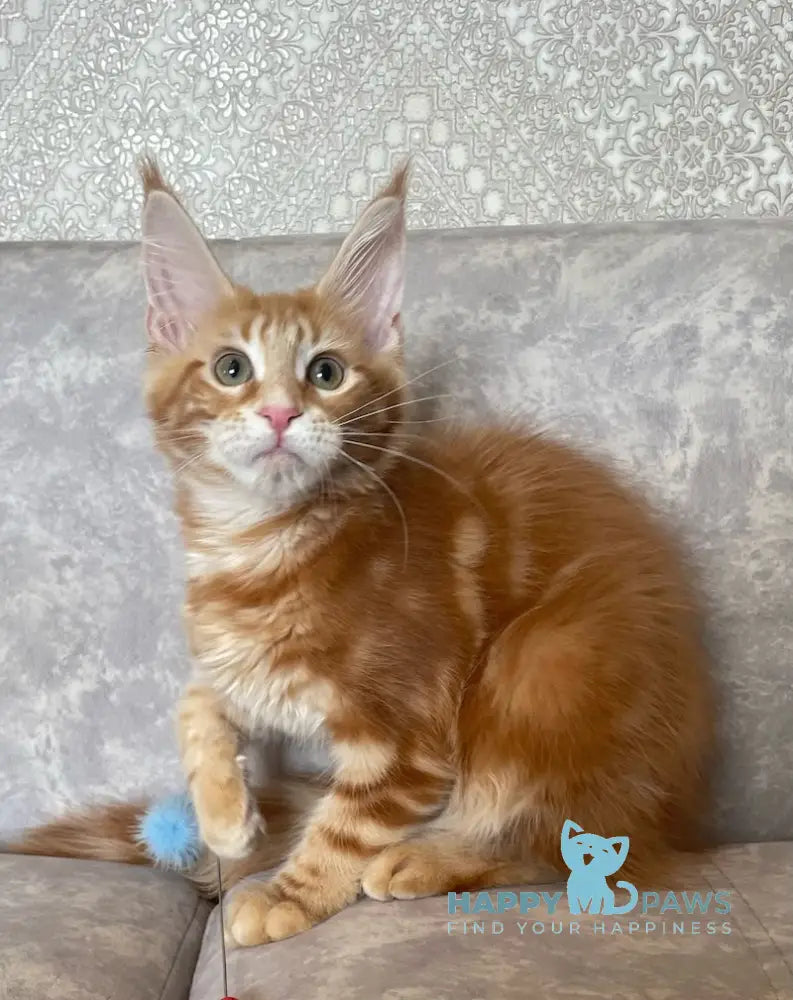 Quincy Maine Coon female red tabby live animals