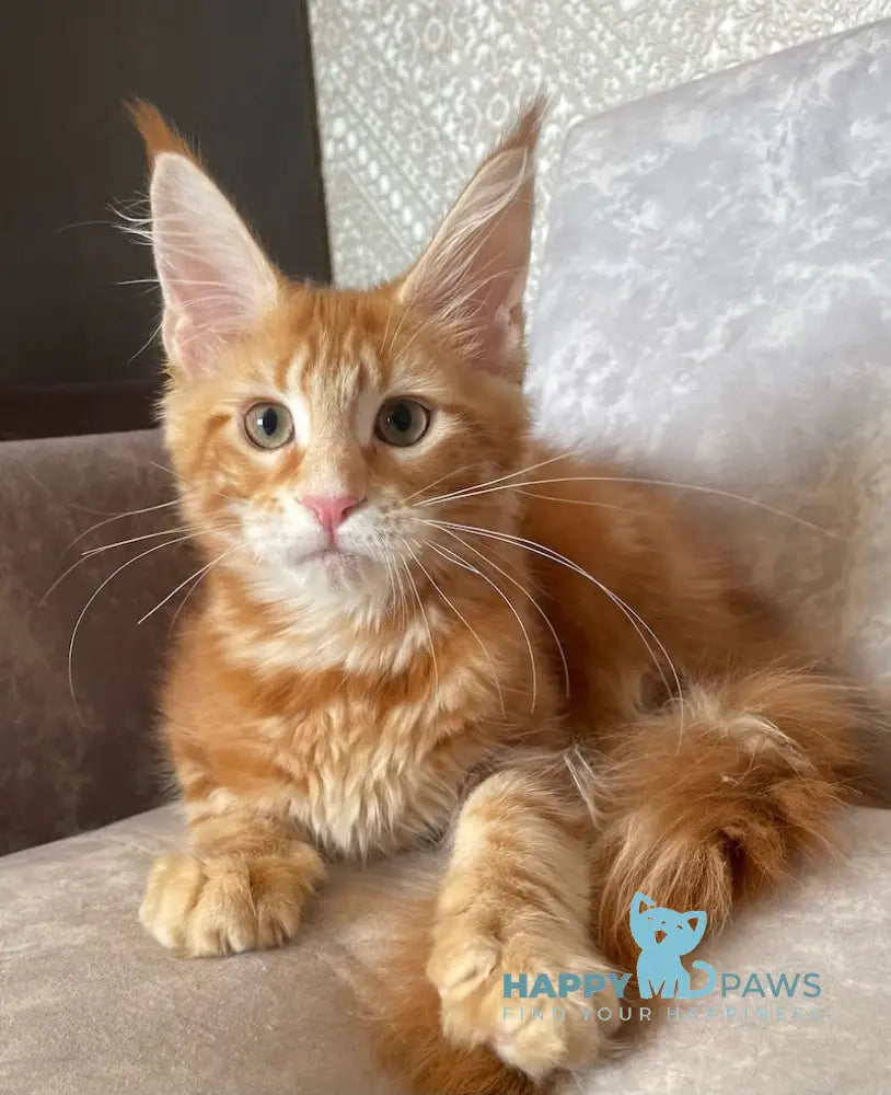 Quincy Maine Coon female red tabby live animals