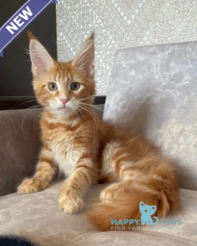 Quincy Maine Coon female red tabby live animals