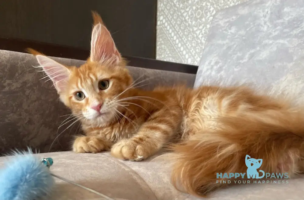 Quincy Maine Coon female red tabby live animals