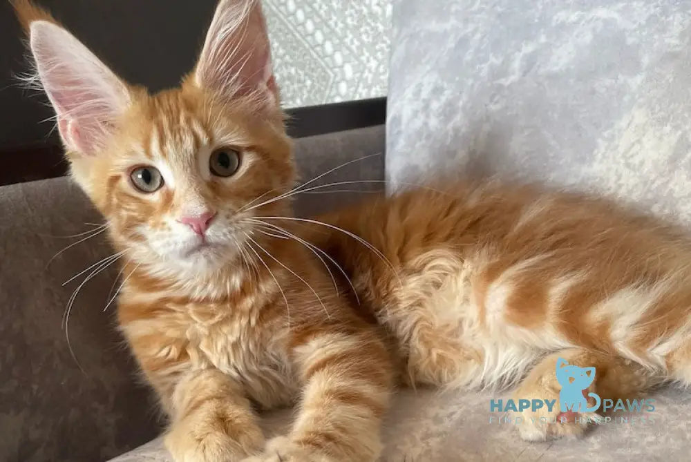 Quincy Maine Coon female red tabby live animals