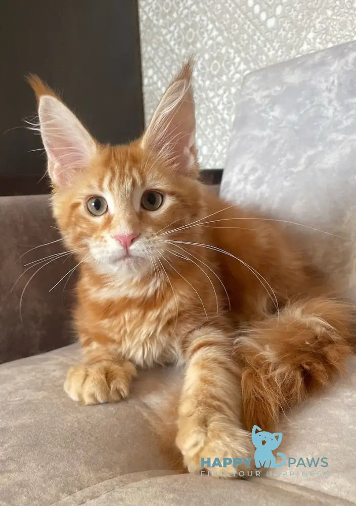 Quincy Maine Coon female red tabby live animals