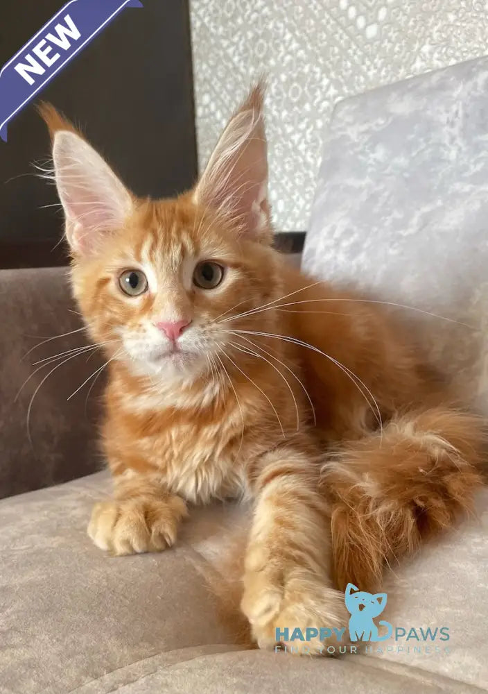 Quincy Maine Coon female red tabby live animals