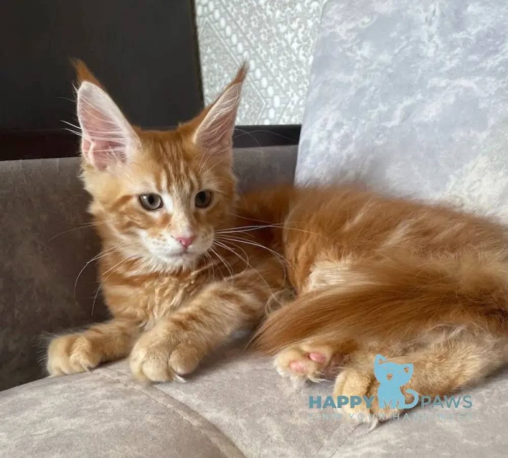 Quincy Maine Coon female red tabby live animals